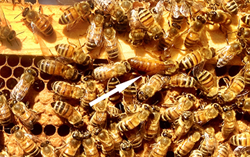 Members Managing Russian Bees Russian 109