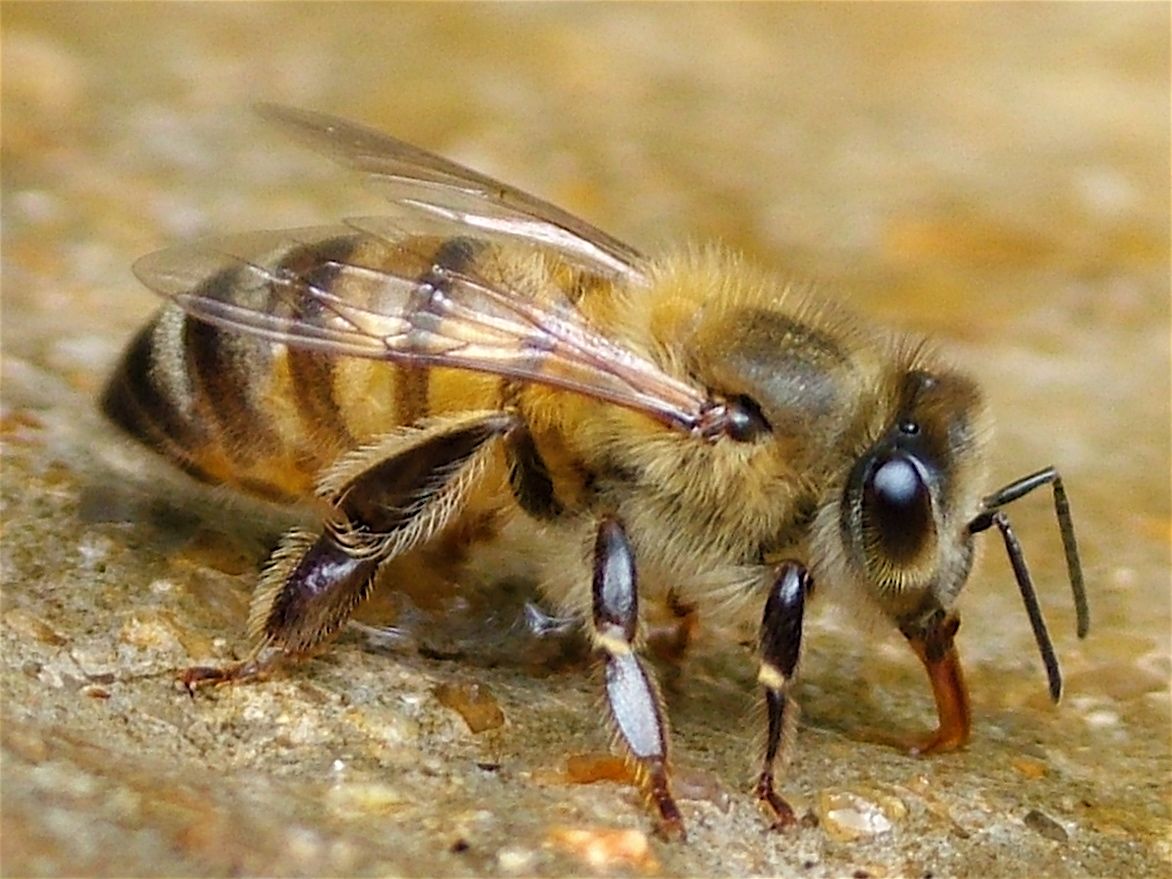 Of Russian Honeybees 35