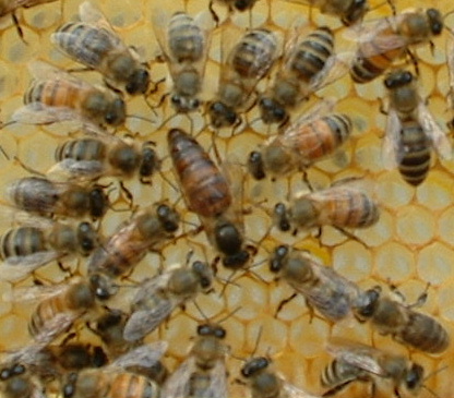 Managing Russian Bees Russian 121